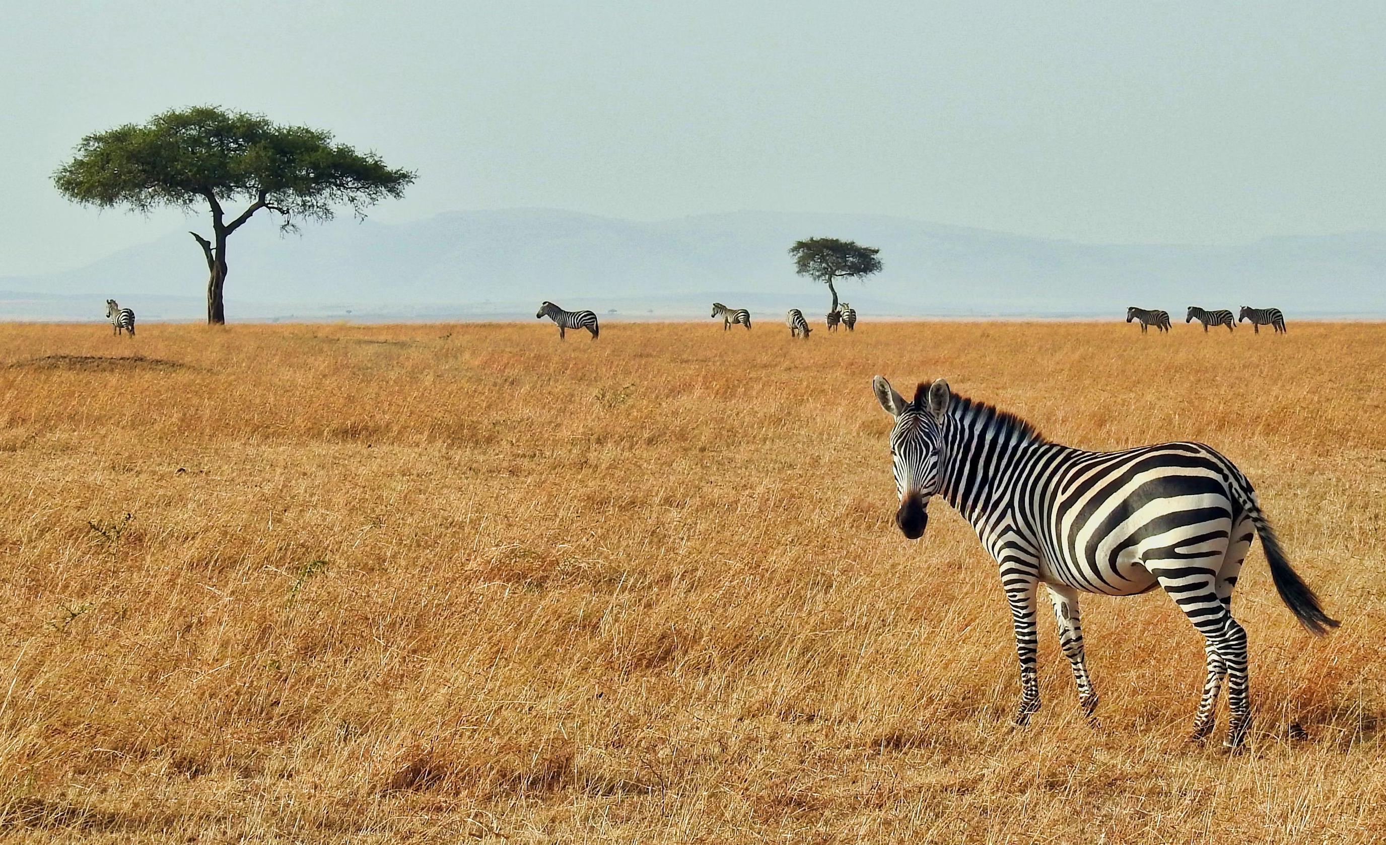 WildLife image