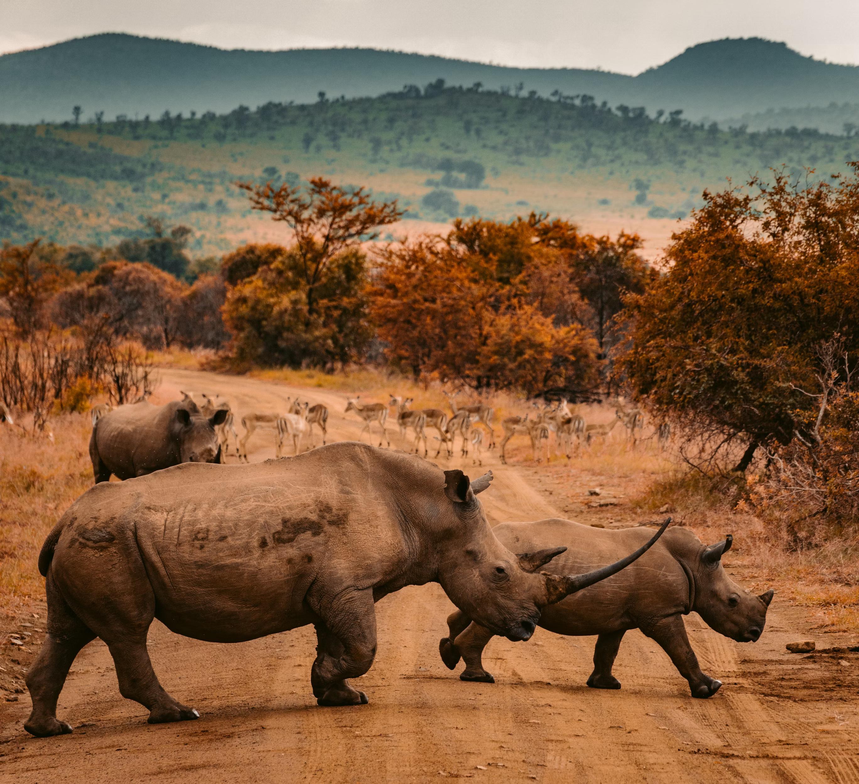 WildLife image