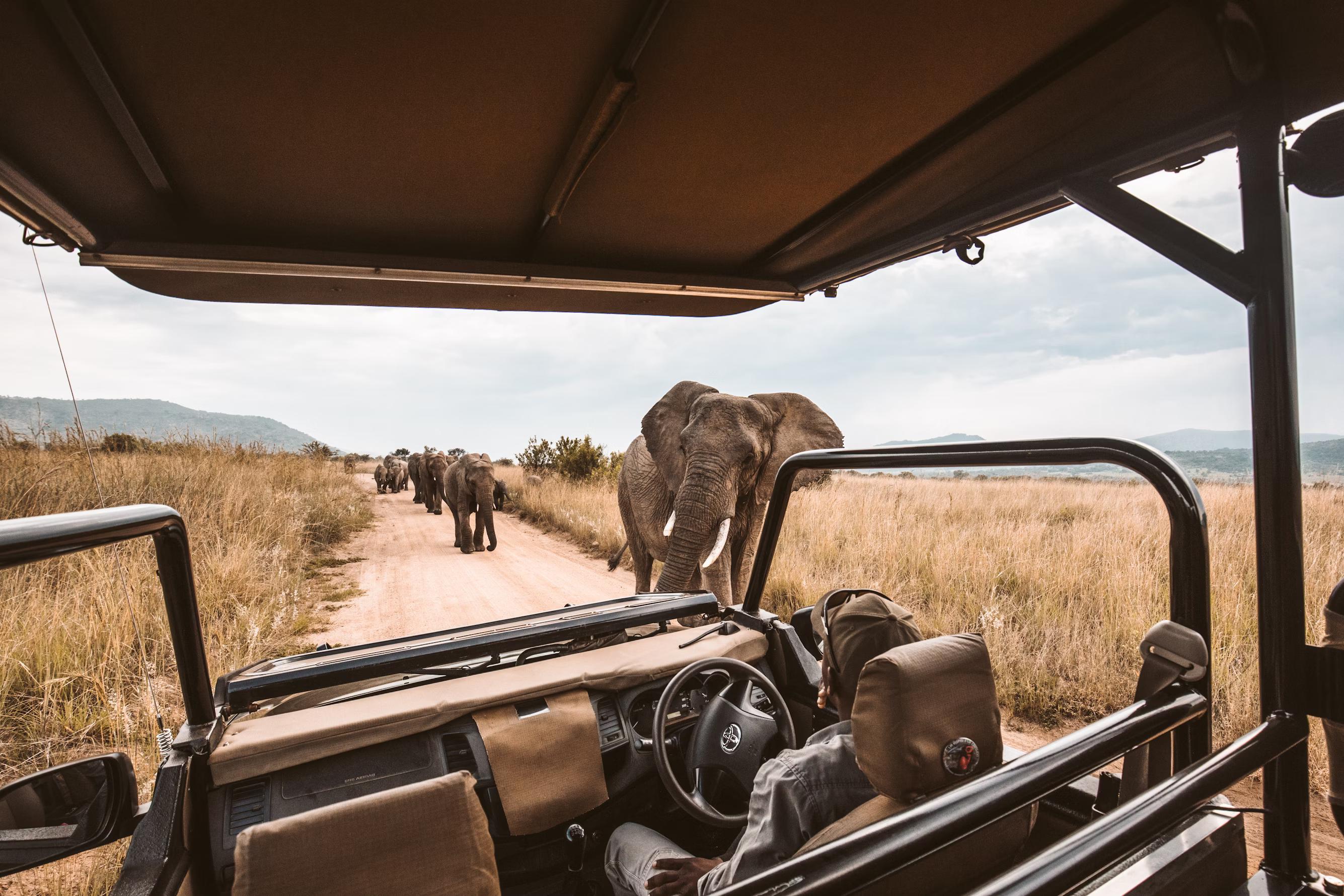 Safari image
